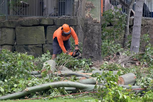 Trusted Prattville, AL Tree Service Experts